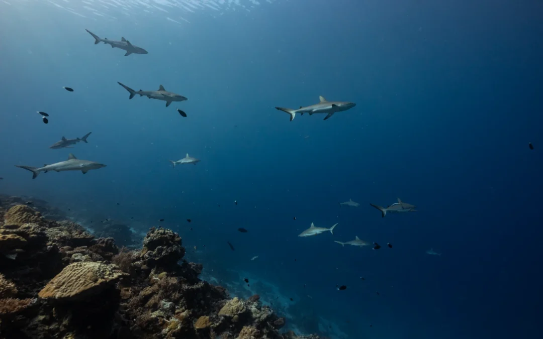 Viaje en grupo a Palau. Especial desove del Pez Loro Gigante