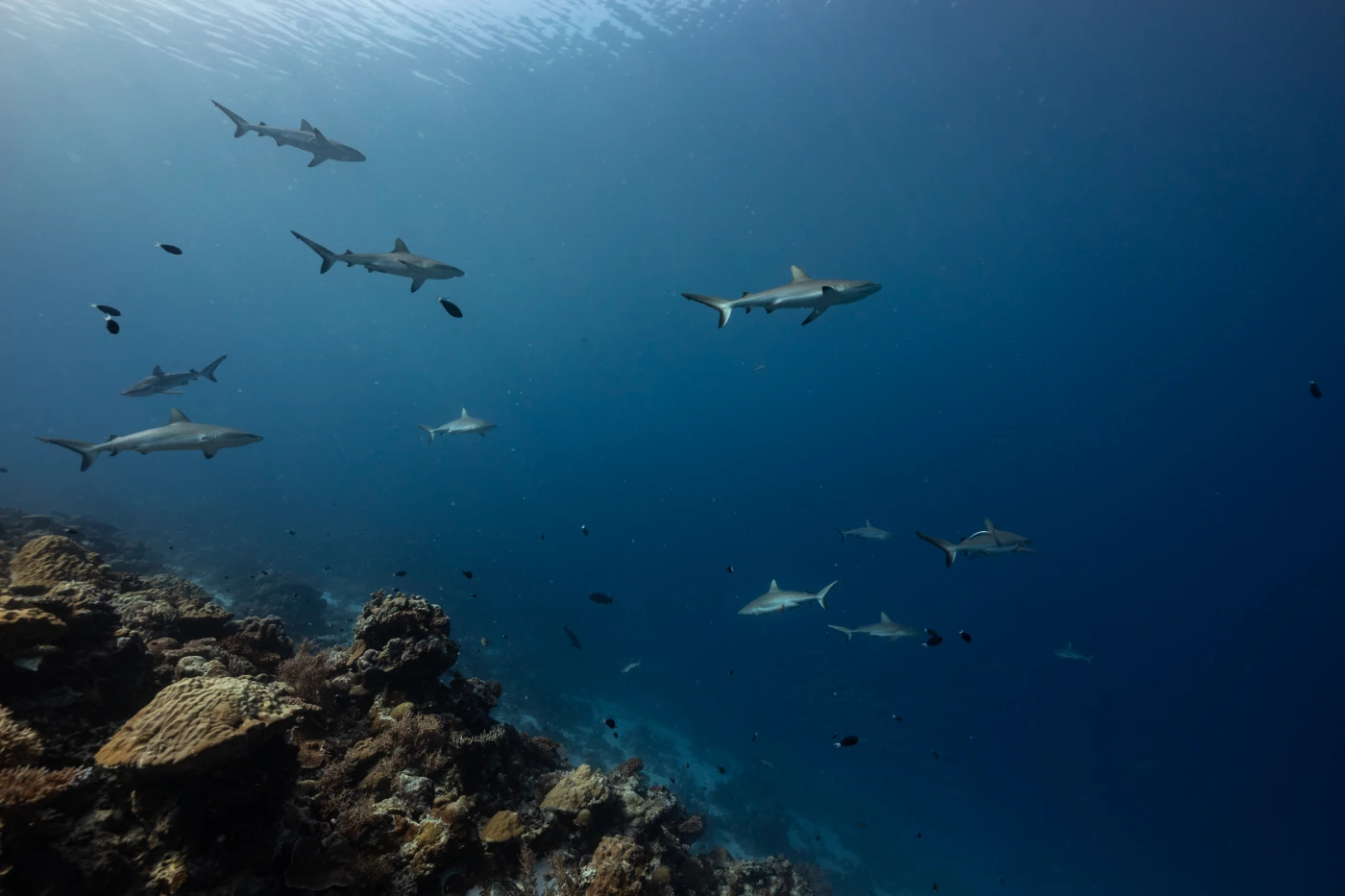 Tiburones Palau Blue Corner
