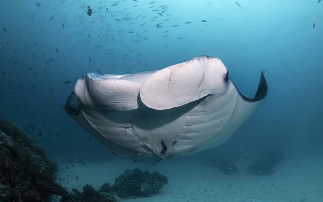 Las mantas y la luna llena en Palau
