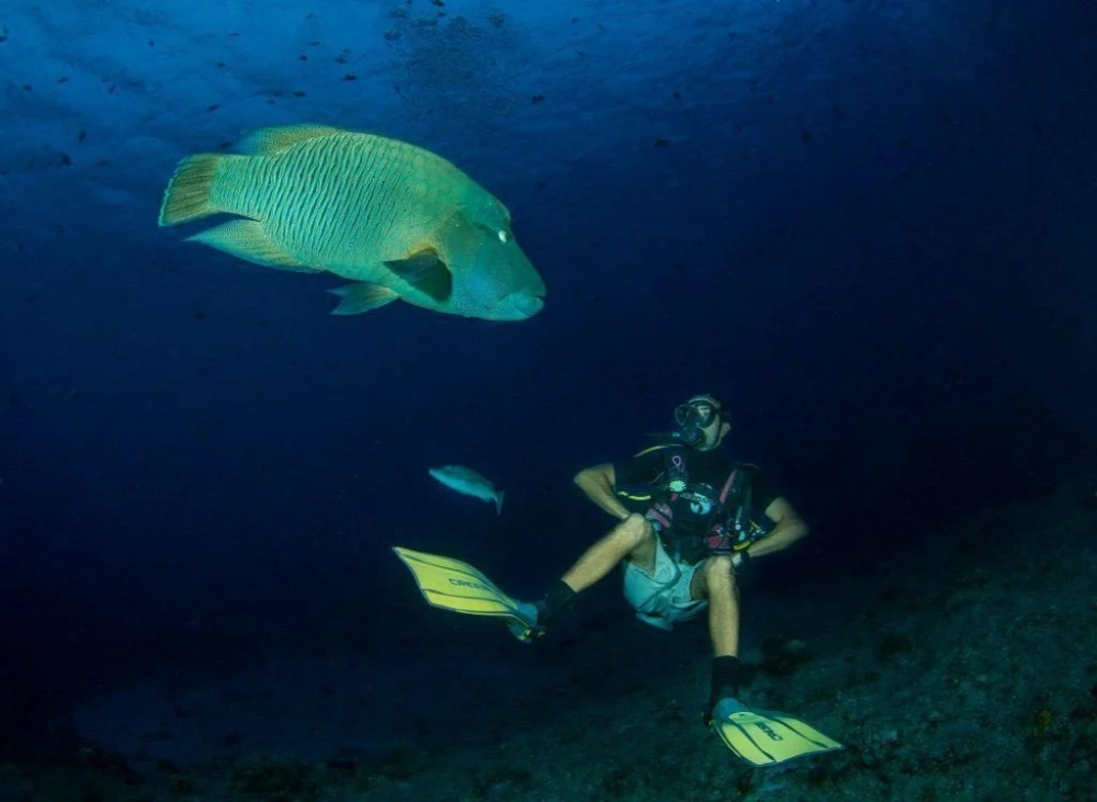 buceadores con experiencia observando tiburones en Palau