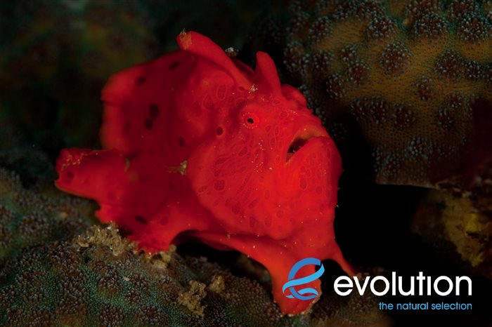 House Reef en Evolution