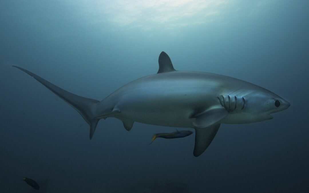 Buceo en Malapascua