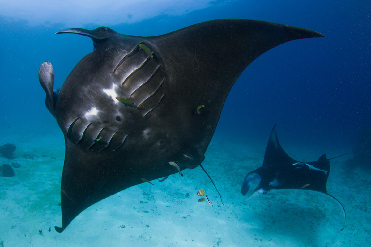 Buceo con mantas en Raja Ampat