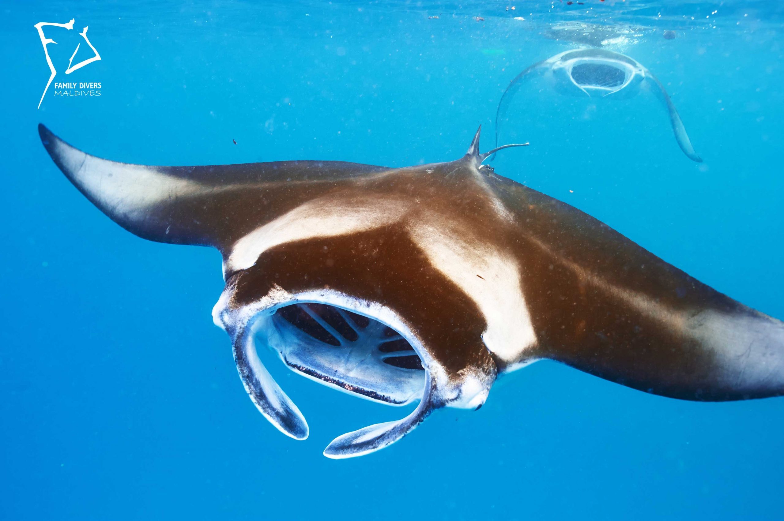 Mantarraya en Rasdhoo