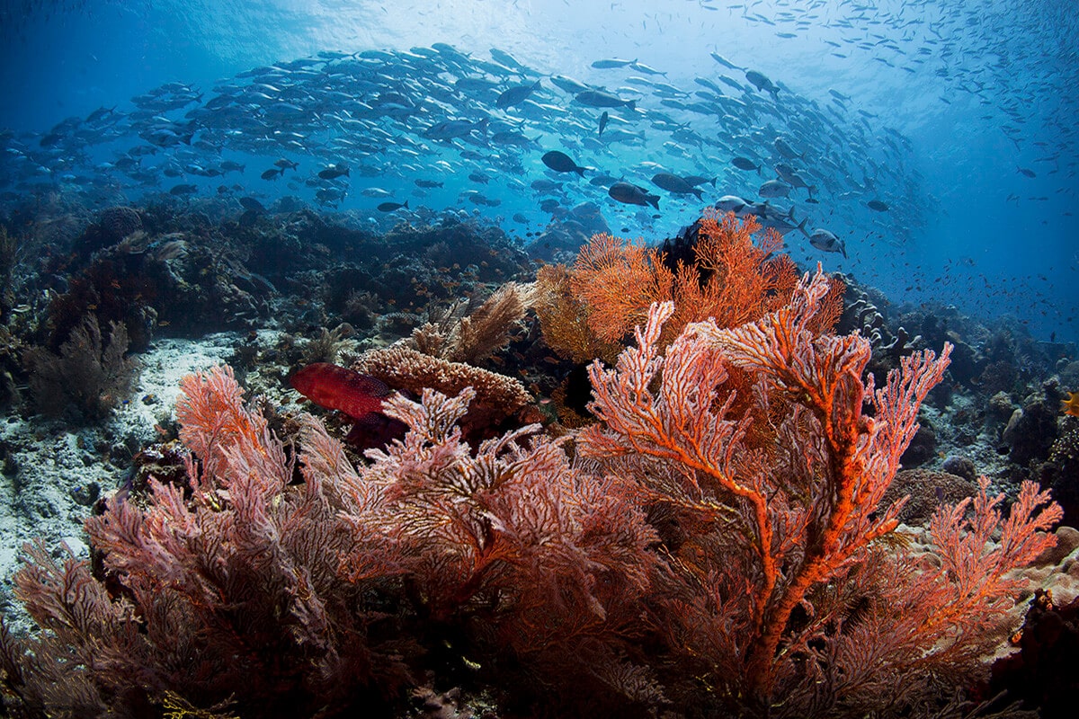 Buceo en Raja Ampat