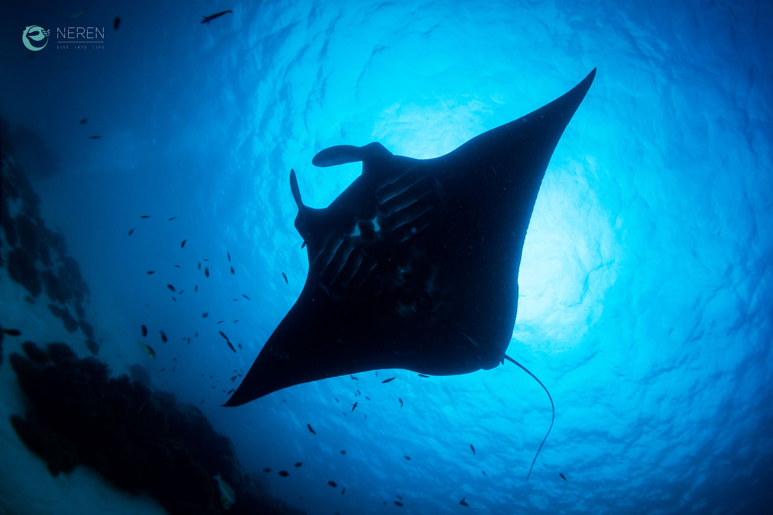 Buceo en Komodo
