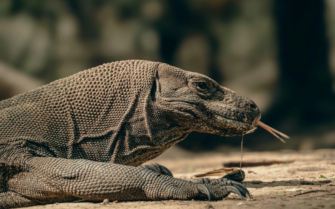 Viaje de buceo a Bali y Komodo