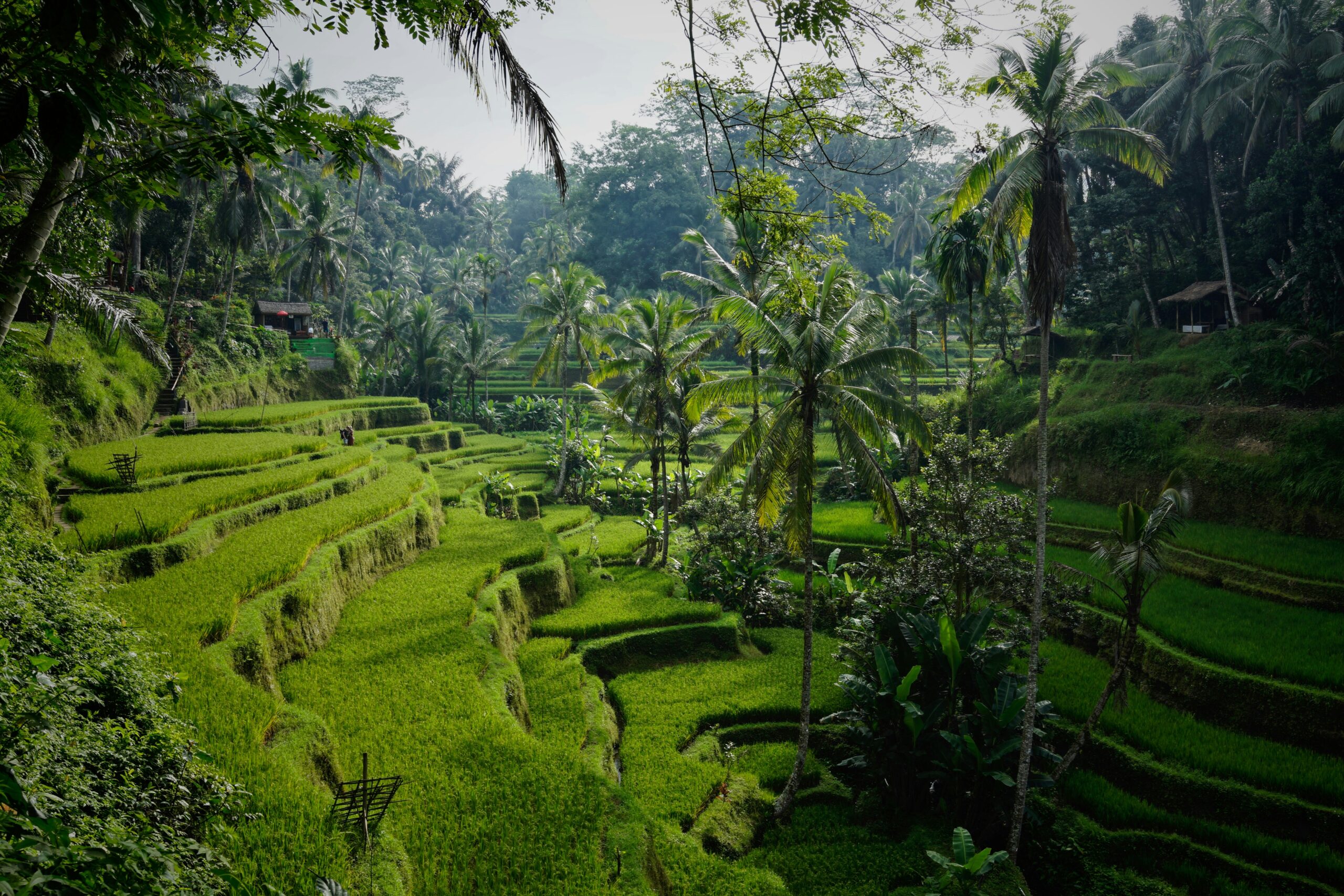 Arrozales en Bali
