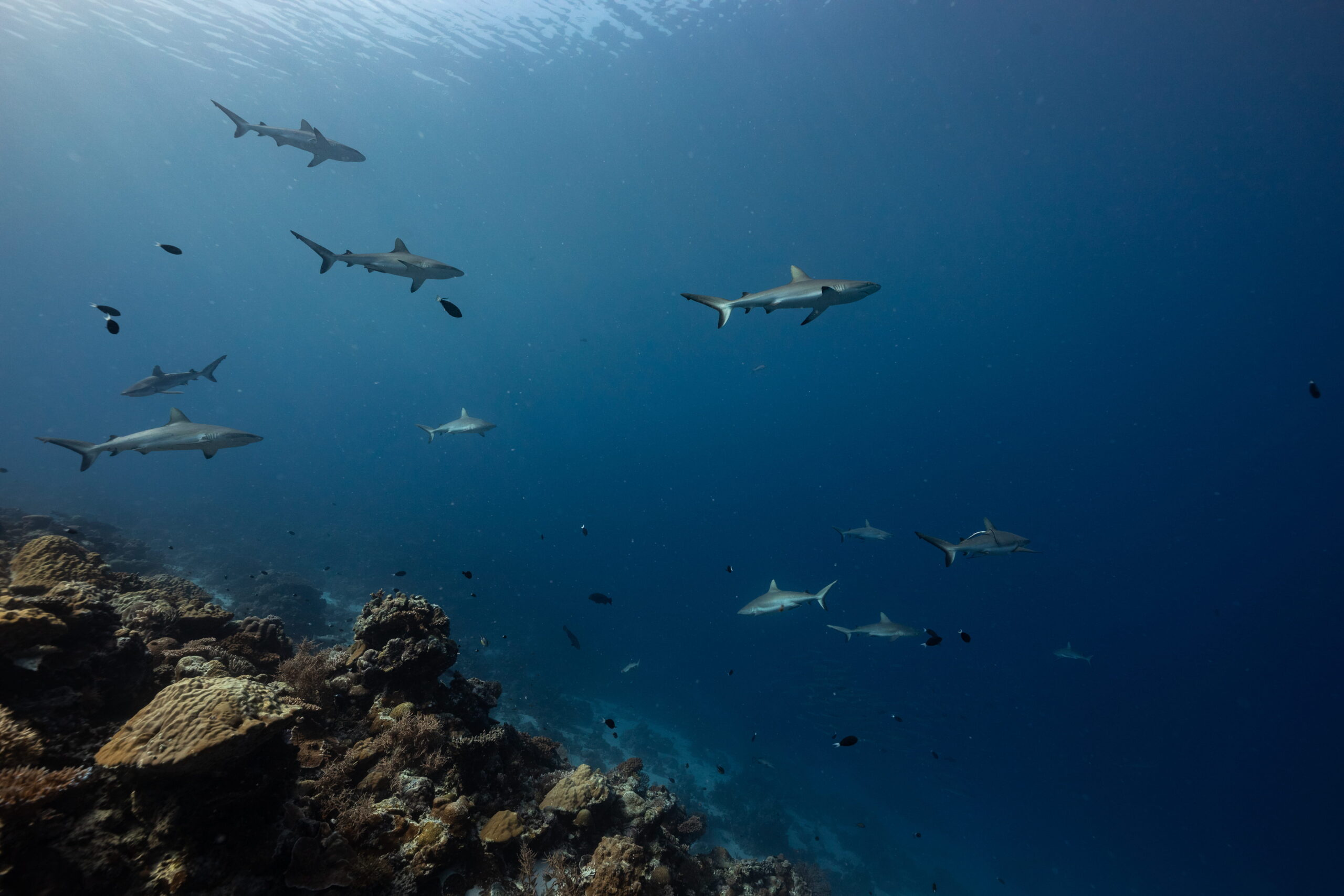 Tiburones nadando en corriente en Palau, indicador de un ecosistema marino equilibrado