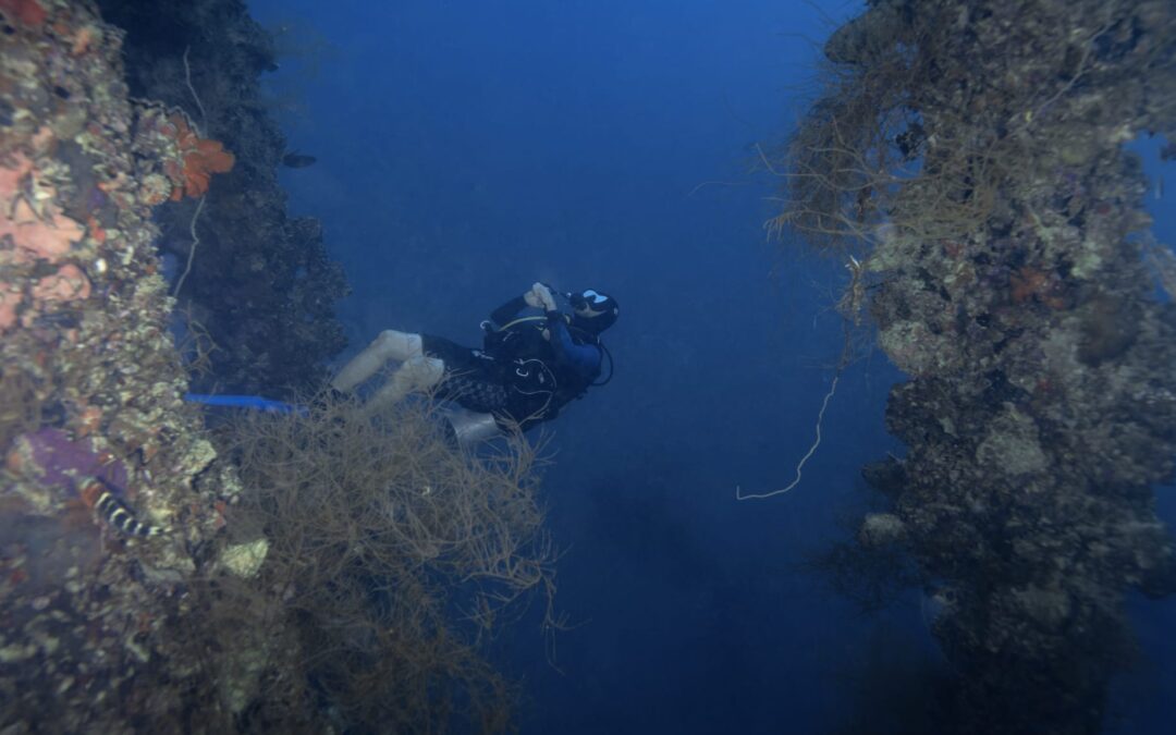¿Qué nivel de buceo necesitas para bucear en Palau?