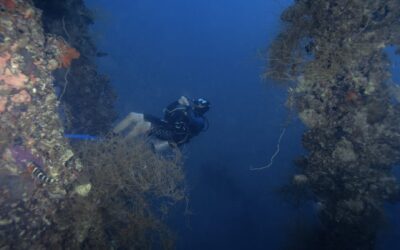 ¿Qué nivel de buceo necesitas para bucear en Palau?