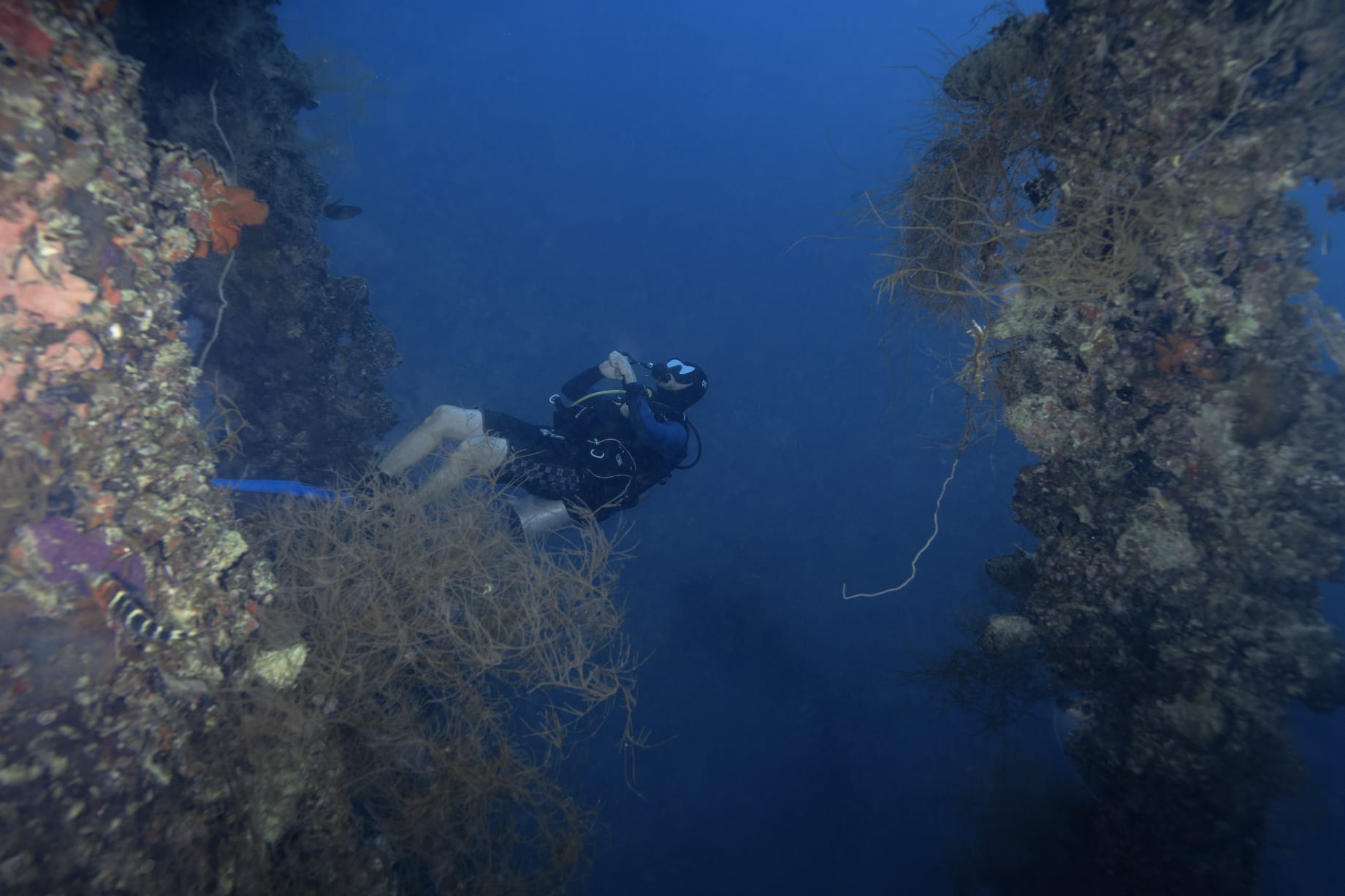 Buceador observando el arrecife de Palau en una inmersión tranquila y consciente