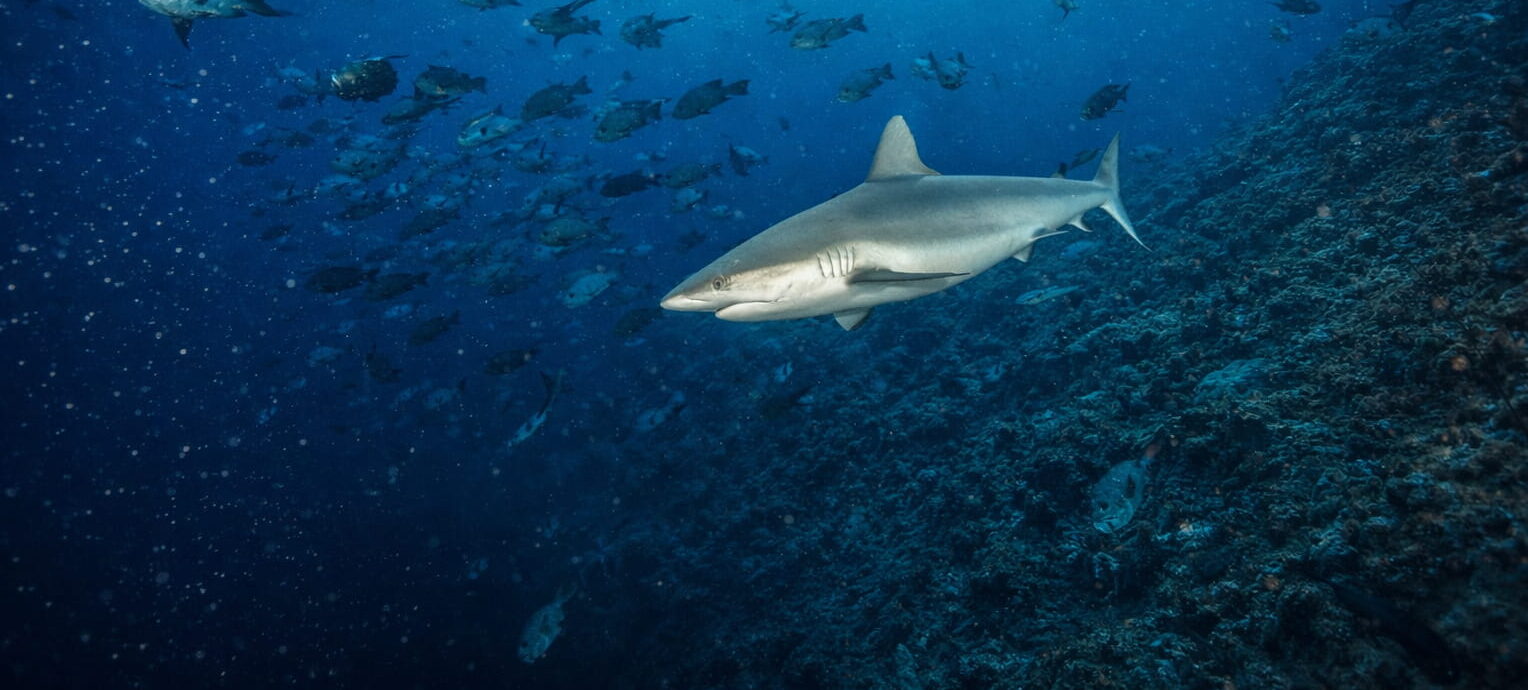 Buceo en Palau