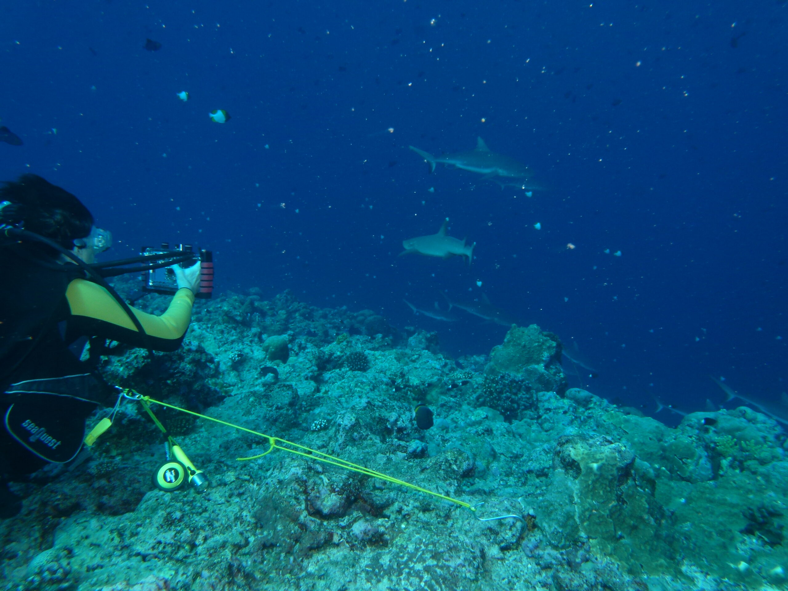  buceo en zonas expuestas al Pacífico y mar de Filipinas en Palau