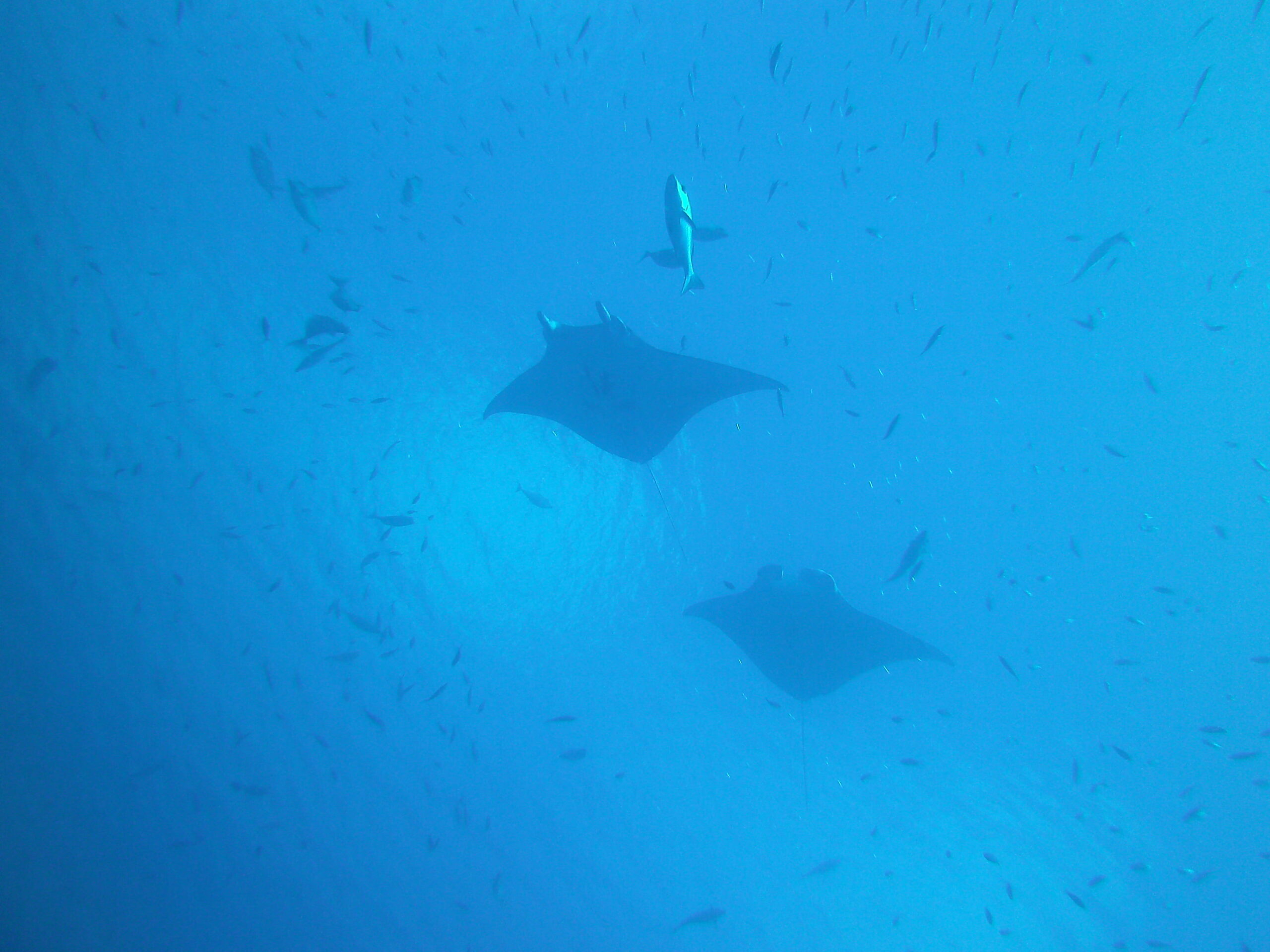  canal de buceo en Palau con corriente y entrada de agua