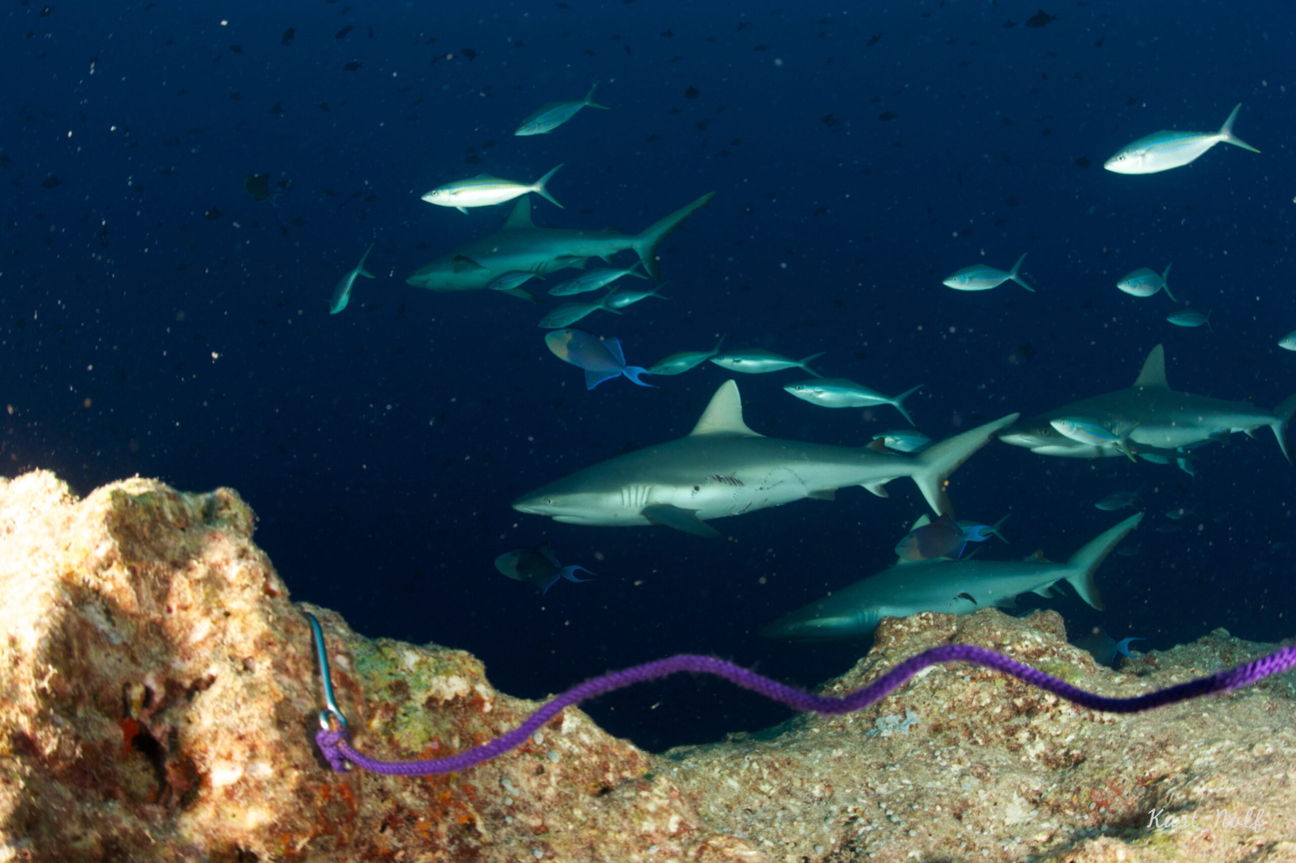 Tiburones en Palau nadando contra la corriente en un punto de buceo del arrecife