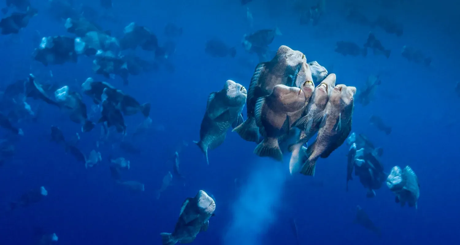 Desove de peces en Palau como proceso ecológico natural que sigue ocurriendo en un ecosistema marino intacto