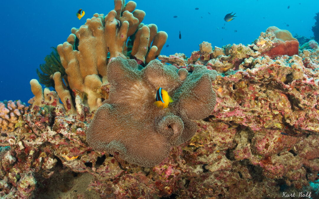Principales puntos de buceo en Palau (y por qué funcionan)