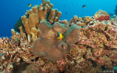 Principales puntos de buceo en Palau (y por qué funcionan)