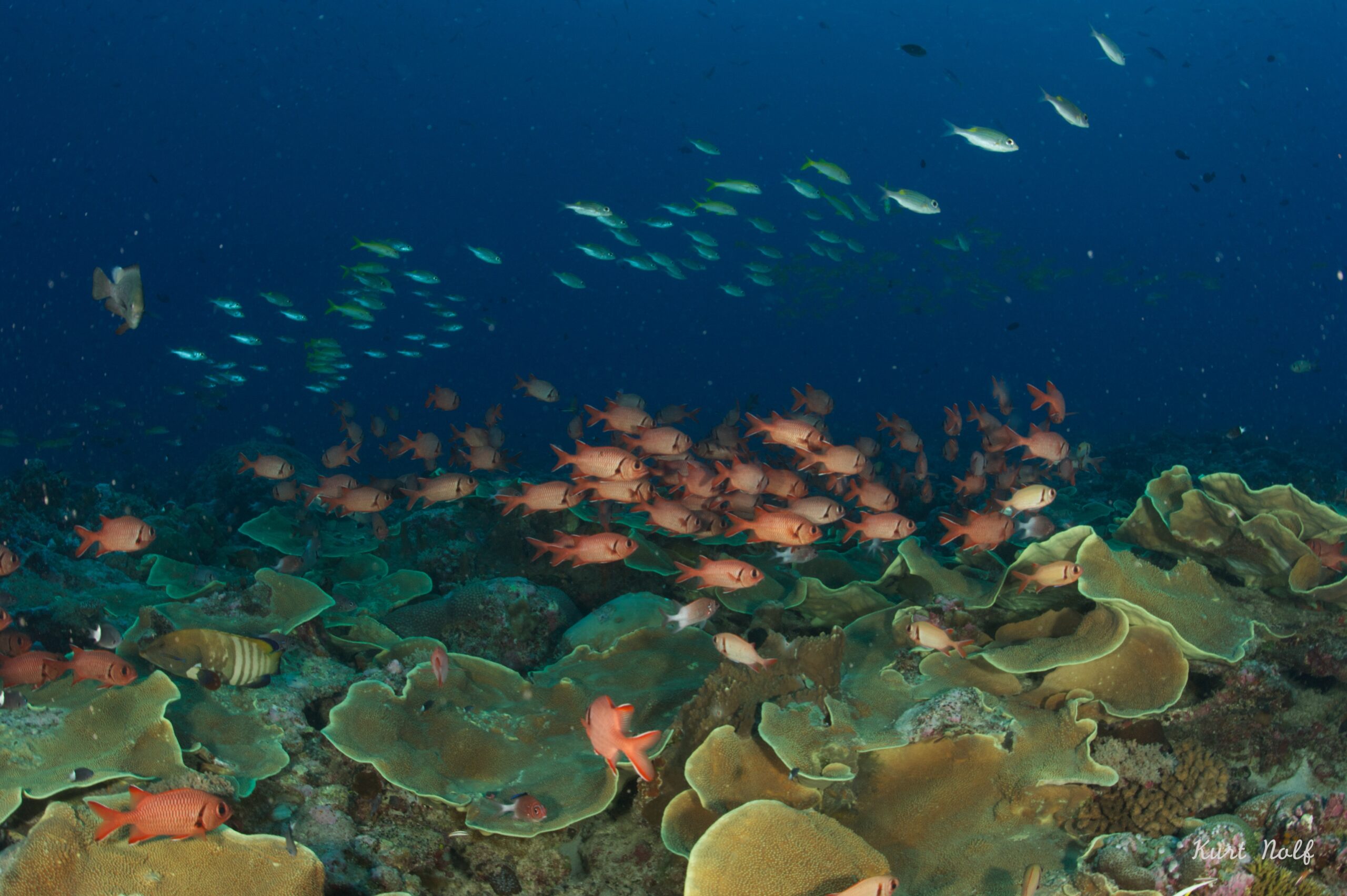 Zona intermedia de Blue Corner Palau con peces de arrecife cuando no hay corriente fuerte